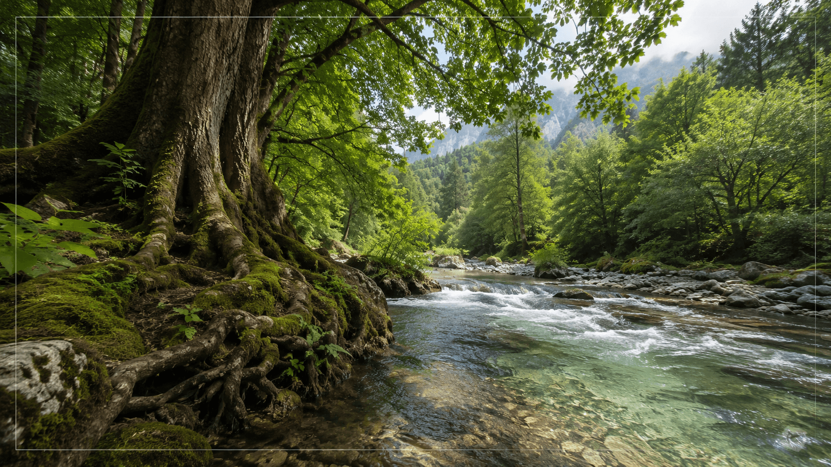 Ruhiger Waldfluss mit alten Baumwurzeln und klarem Wasser als Symbol für Rechte der Natur, ökologische Integrität und Entscheidungsqualität.